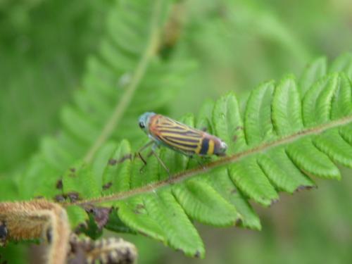 Stehlikiana erratilis